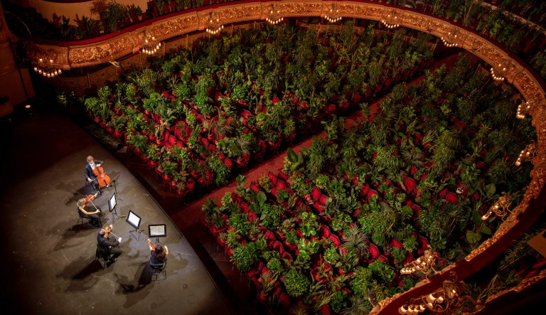Musicians rehearse at the Gran Teatre del Liceu in Barcelona, Spain, Monday, June 22, 2020. The Gran Teatre del Liceu reopens its doors, in which the 2,292 seats of the auditorium will be occupied on this occasion by plants. It will be on 22 June, broadcast live online, when the UceLi Quartet string quartet performs Puccini's "Crisantemi" for this verdant public, brought in from local nurseries.