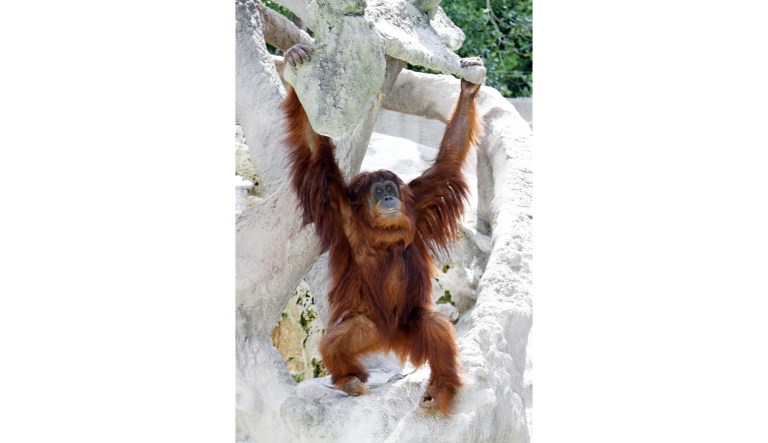 Mei, a 25-years-old orangutan, is shown at Monkey Jungle in Miami, Tuesday, May 25, 2010. 