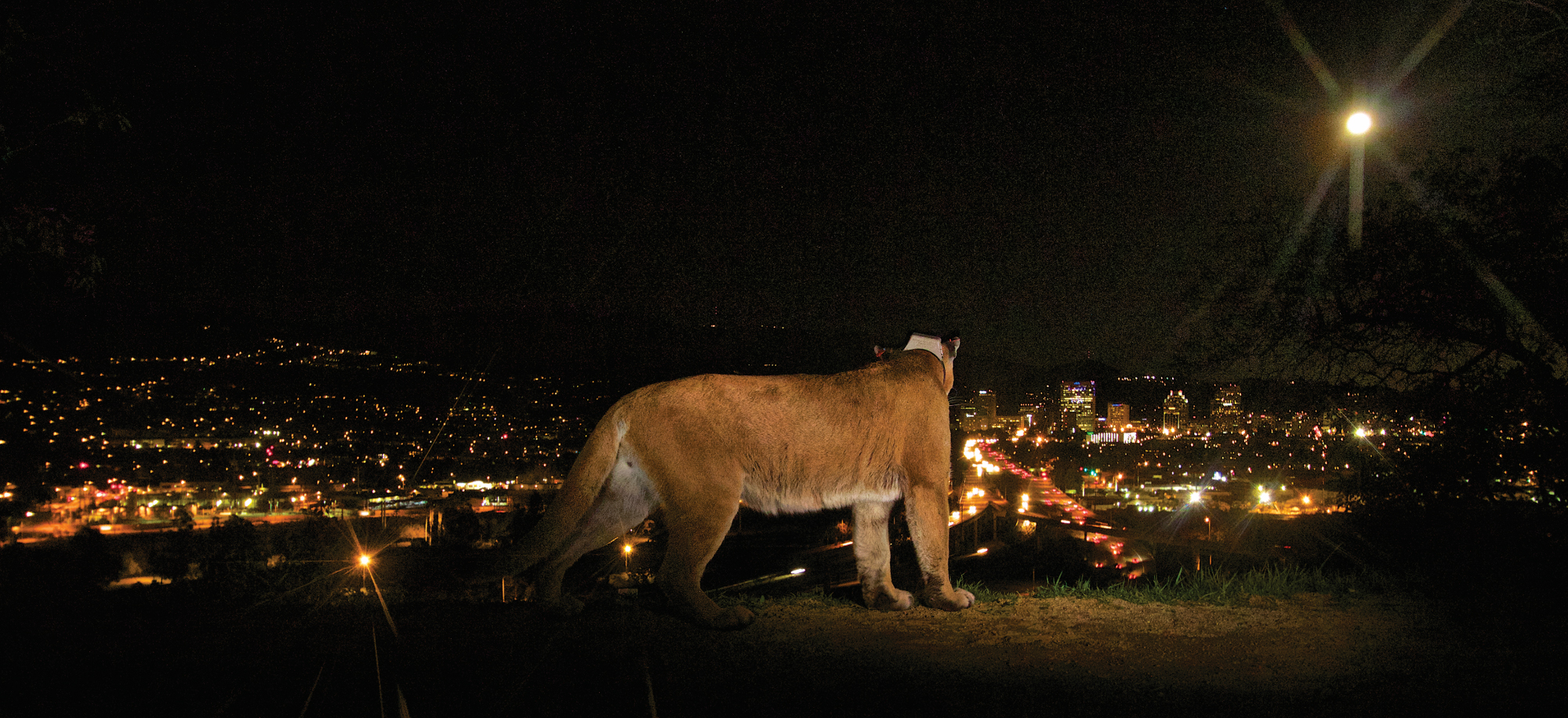 Famed LA cougar gets send-off by celebs, politicians, and thousands of fans at memorial