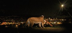 Famed LA cougar gets send-off by celebs, politicians, and thousands of fans at memorial