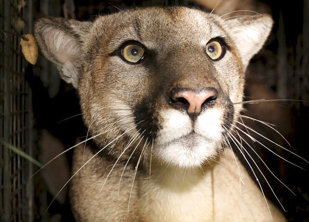 Car crash kills famed Los Angeles cougar in federal protection program