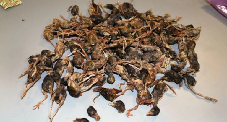 The package of "pet food" consisted of little dead birds. (U.S. Customs and Border Protection)