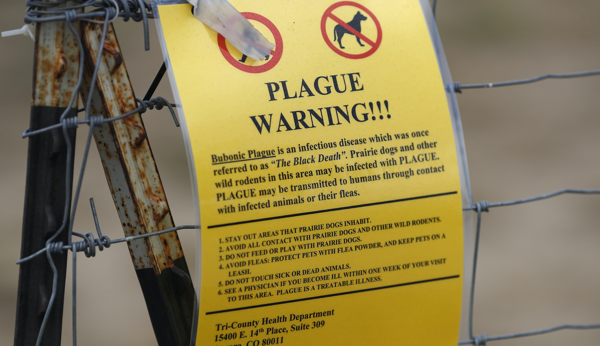 California registers first case of human plague in five years