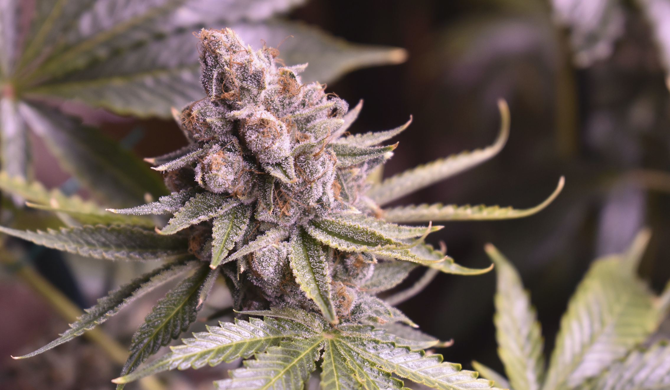 House set to vote Friday on bill to legalize marijuana