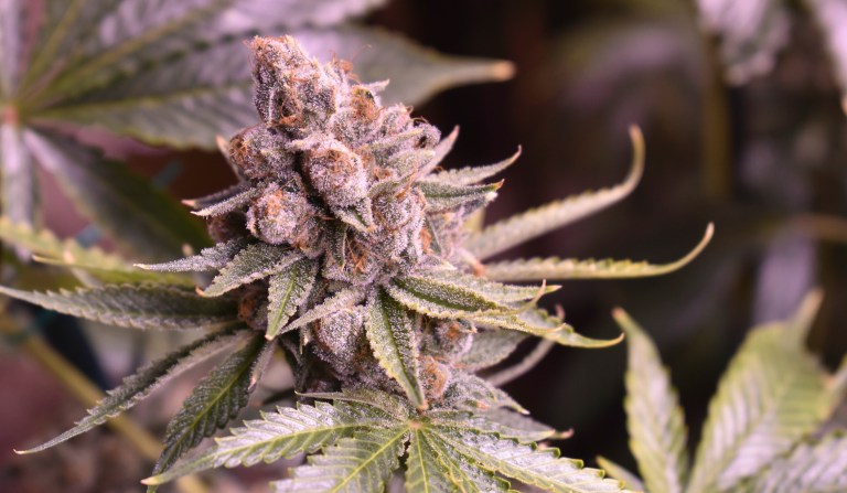  A marijuana plant nearly ready for harvest is seen at Montana Advanced Caregivers, a medical marijuana dispensary in Billings, Mont. on Nov. 11, 2020. Montana is one of 15 states that have now broadly legalized the drug. (AP Photo/Matthew Brown)