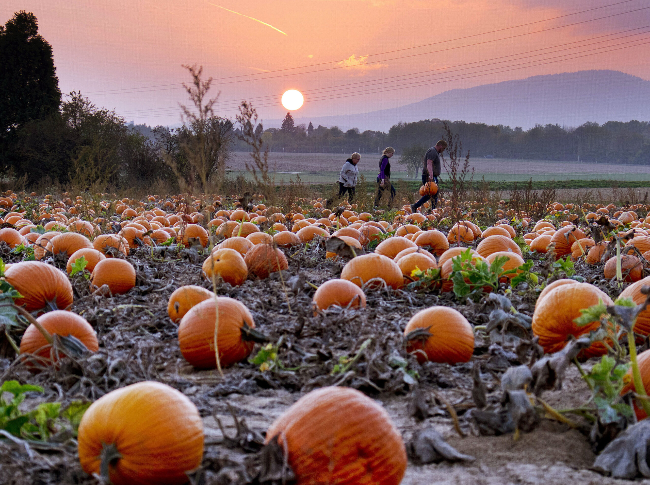 Man charged with assault after allegedly pelting grandmother with pumpkins
