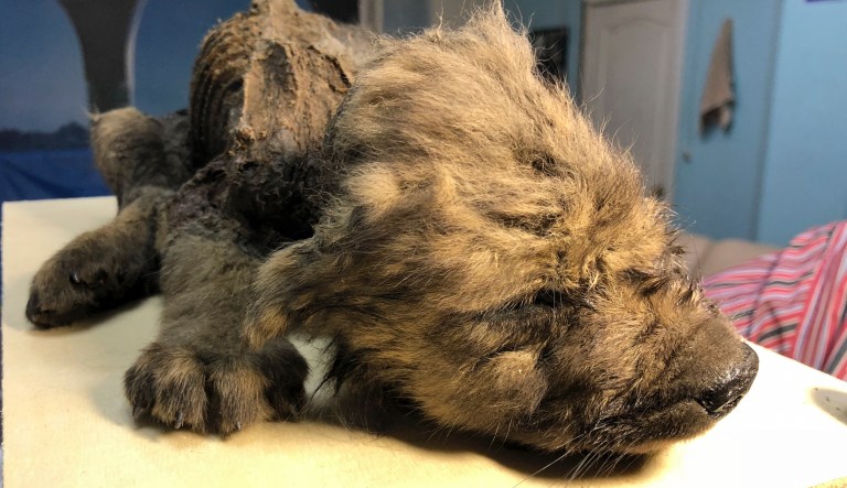 This is a handout photo taken on Monday, Sept. 24, 2018, showing a 18,000 years old Puppy found in permafrost in the Russia's Far East, on display  at the Yakutsk's Mammoth Museum, Russia. Russian scientists have presented a unique prehistoric canine, believed to be 18,000 years old and found in permafrost in the Russia's Far East, to the public on Monday, Dec. 2, 2019.