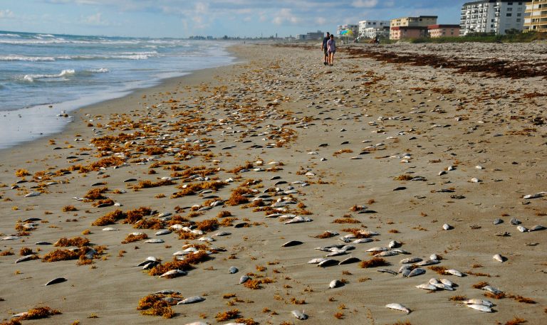 People walk along a stretch of Cocoa Beach covered in dead fish, Friday, Oct. 19, 2018. Red tide has been slowly moving up the east coast in recent weeks, with a visible fish kill in Cocoa Beach Friday. Thousands of dead fish lined the beach, mostly between 4th St. North and Lori Wilson Park.