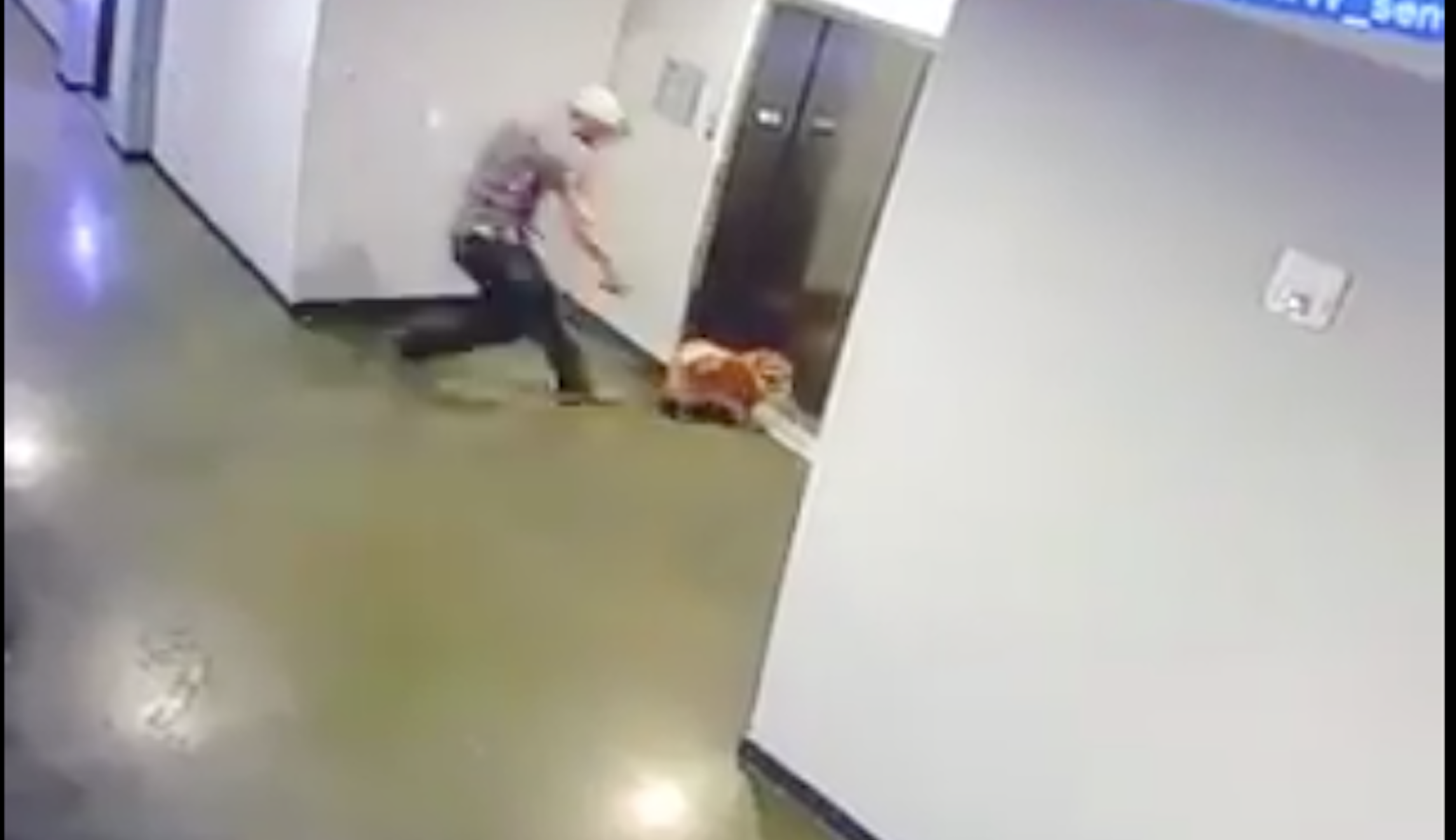 WATCH Man saves dog after leash gets caught in elevator Washington