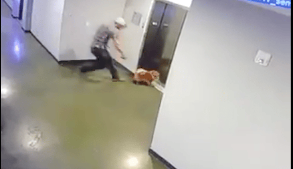 WATCH: Man saves dog after leash gets caught in elevator