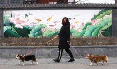 Dog in Hong Kong tests positive for coronavirus