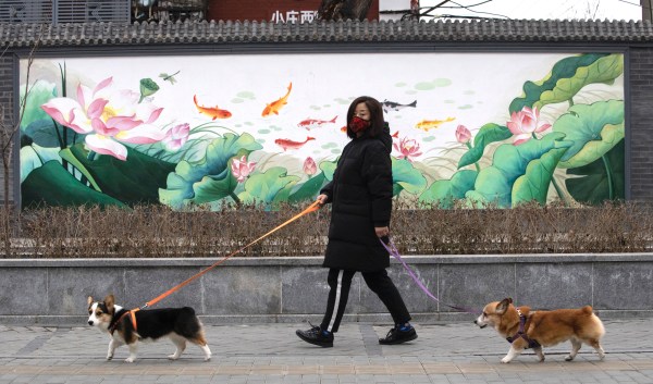 Dog in Hong Kong tests positive for coronavirus