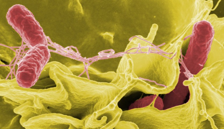 This scanning electron micrograph shows Salmonella typhimurium (red) invading human cells.