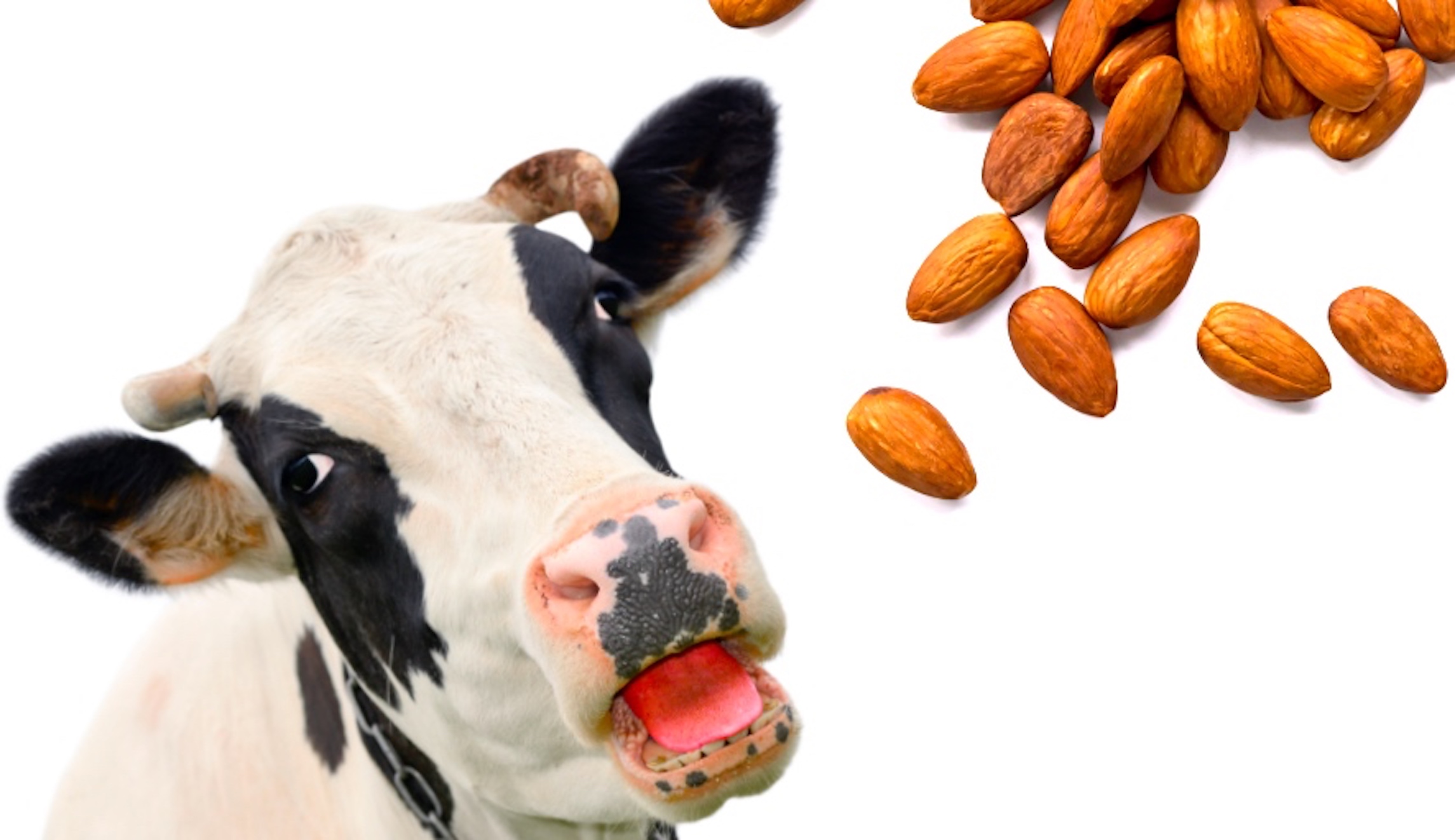To the boobs at FDA, don’t have a cow over almond milk