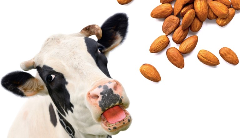 To the boobs at FDA, don’t have a cow over almond milk