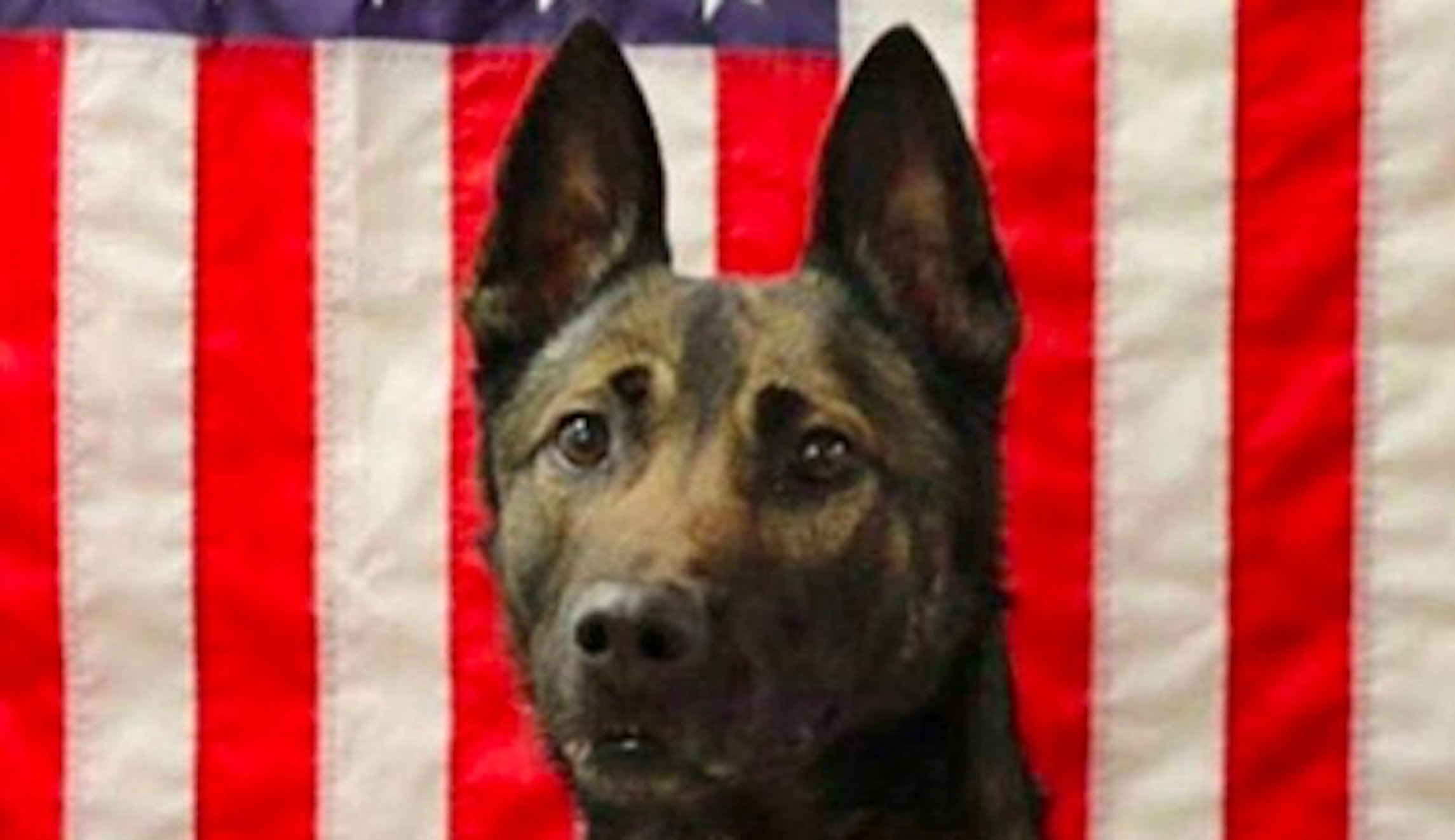 Army dog Maiko, 7, ‘killed in action’ saving his Ranger handler’s life in Afghanistan