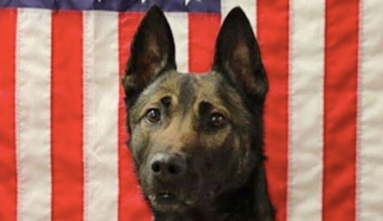 Army dog Maiko, 7, ‘killed in action’ saving his Ranger handler’s life in Afghanistan