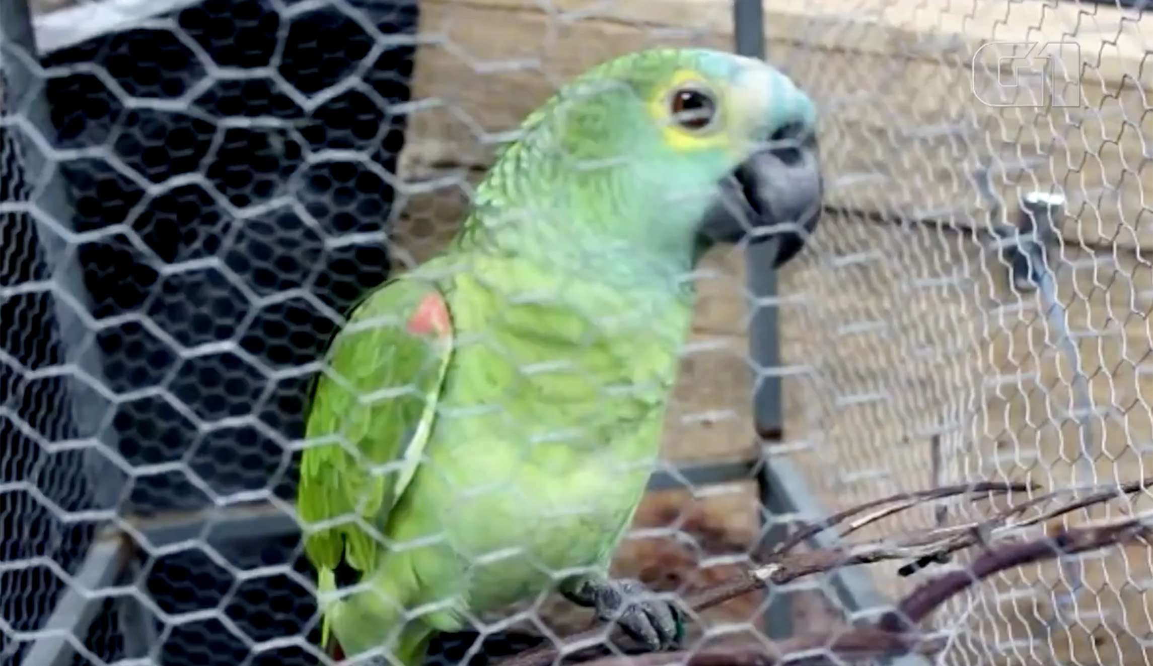 Parrot detained after alerting owners to police drug raid
