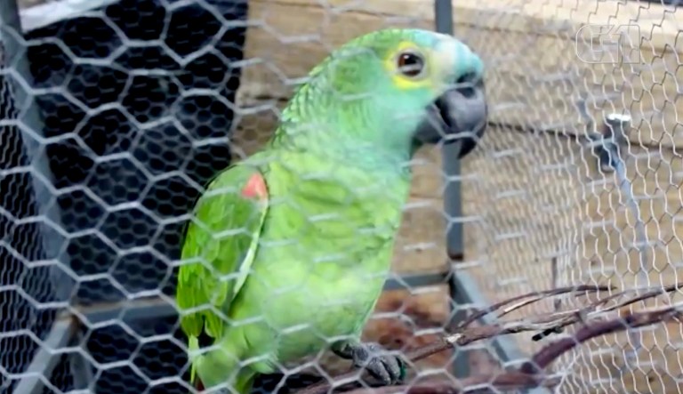Parrot detained after alerting owners to police drug raid