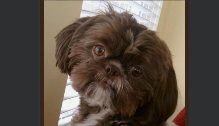 Healthy dog euthanized and buried with Virginia owner Healthy dog euthanized and buried with Virginia owner