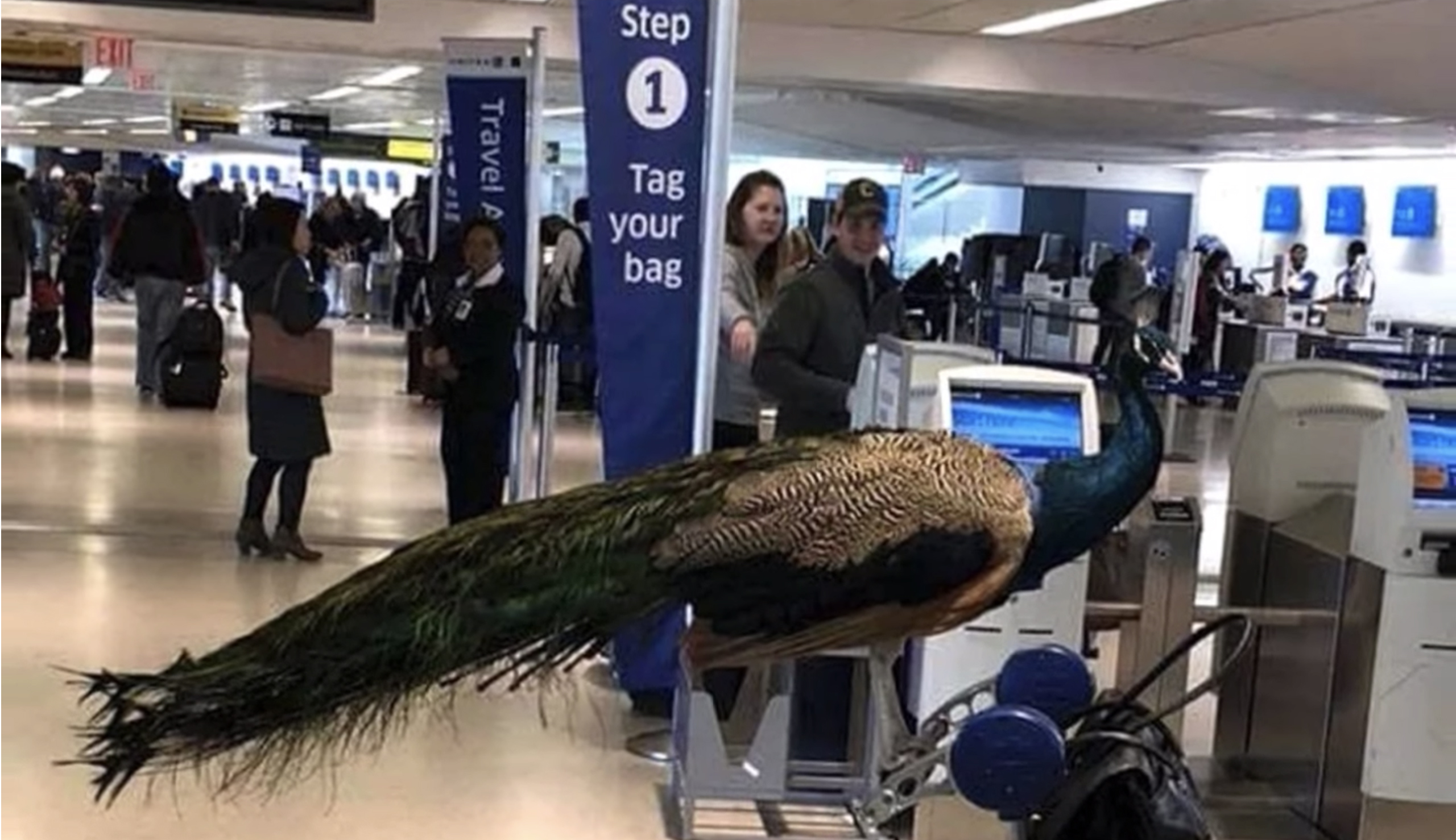 States move to combat widespread use of fraudulent emotional support animals