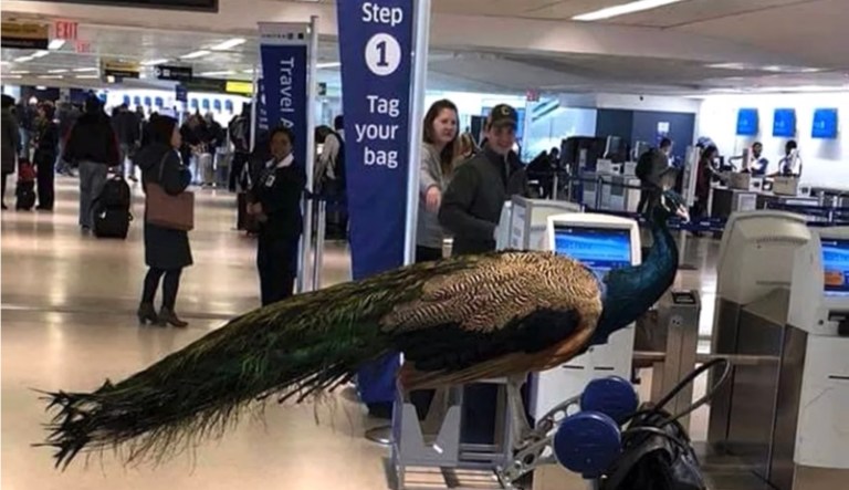 States move to combat widespread use of fraudulent emotional support animals