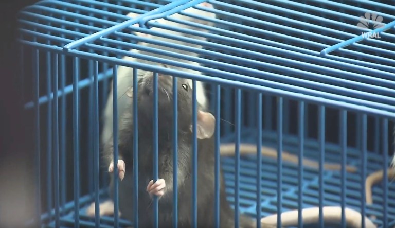 More than 250 rats rescued from hoarder: ‘She stays inside a lot’