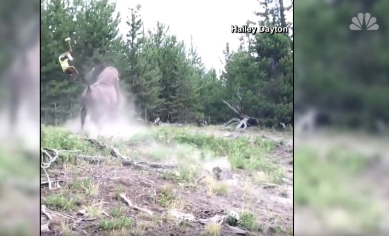 WATCH: Large bison tosses Florida girl into the air at Yellowstone
