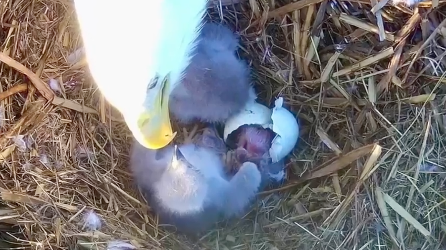 WATCH: Three bald eaglets hatch at Zoo Miami