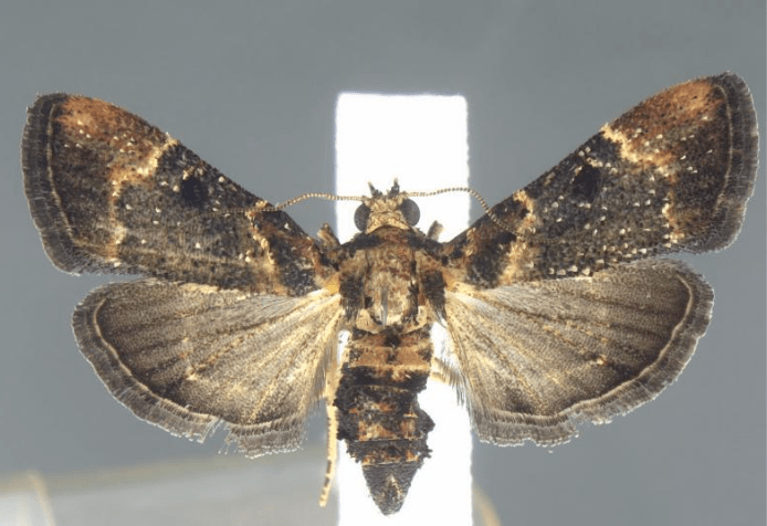 Moth species encountered for first time since 1912 at Detroit Metro Airport