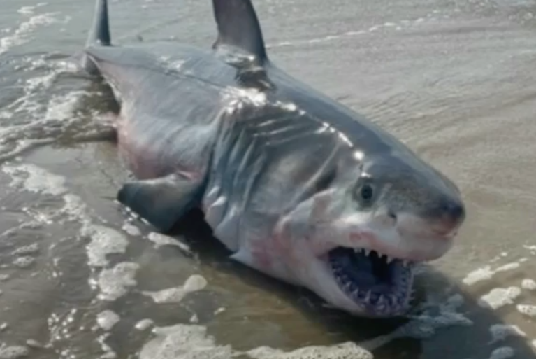 Eight-foot great white washes up dead amid string of Long Island shark attacks
