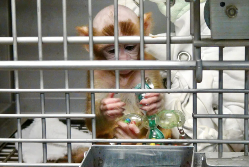 PETA urges end of Harvard monkey tests, sewing eyes closed
