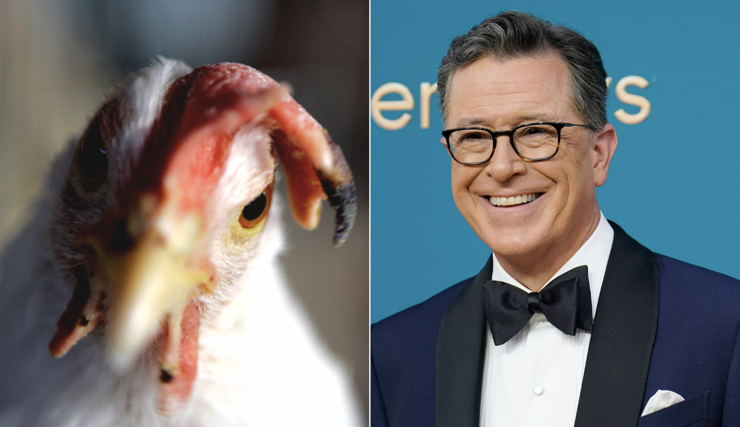 WATCH: Stephen Colbert has ‘ex-CNN’ employee clean up chicken poop in election coverage skit