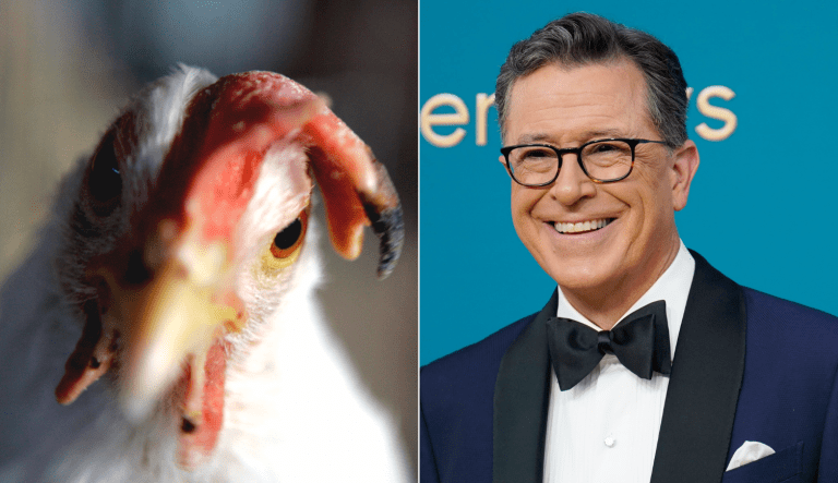 WATCH: Stephen Colbert has ‘ex-CNN’ employee clean up chicken poop in election coverage skit