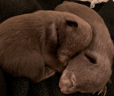 Bear cubs stolen from their mother's den. 