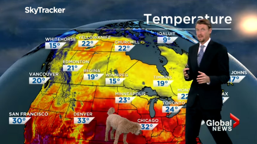 Weatherman’s dog interrupts live forecast ‘demanding treats’