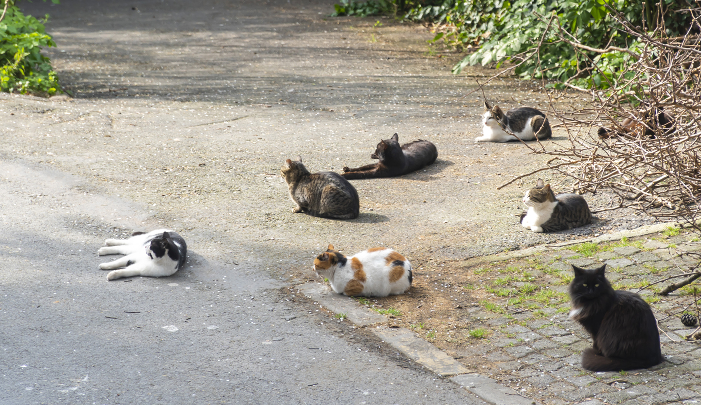 Seventy-nine-year-old woman sent to jail for feeding stray cats