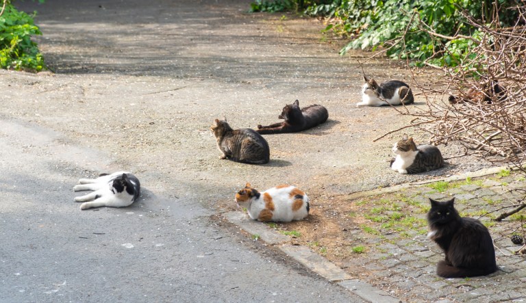 Stray cats.