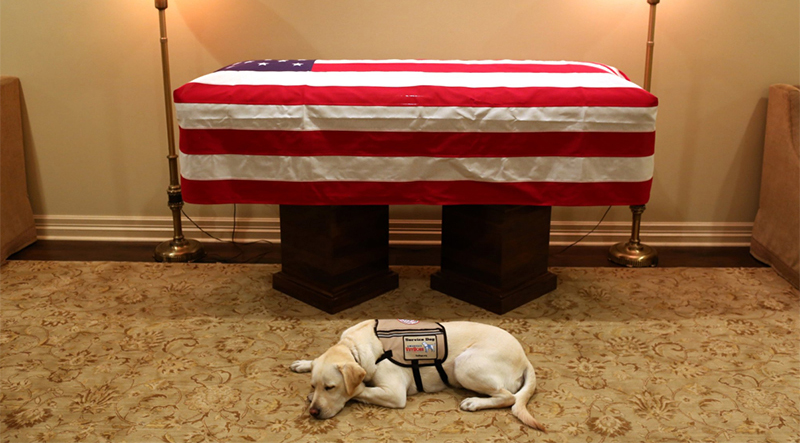 Service dog Sully has one last mission with George H.W. Bush before heading to Walter Reed