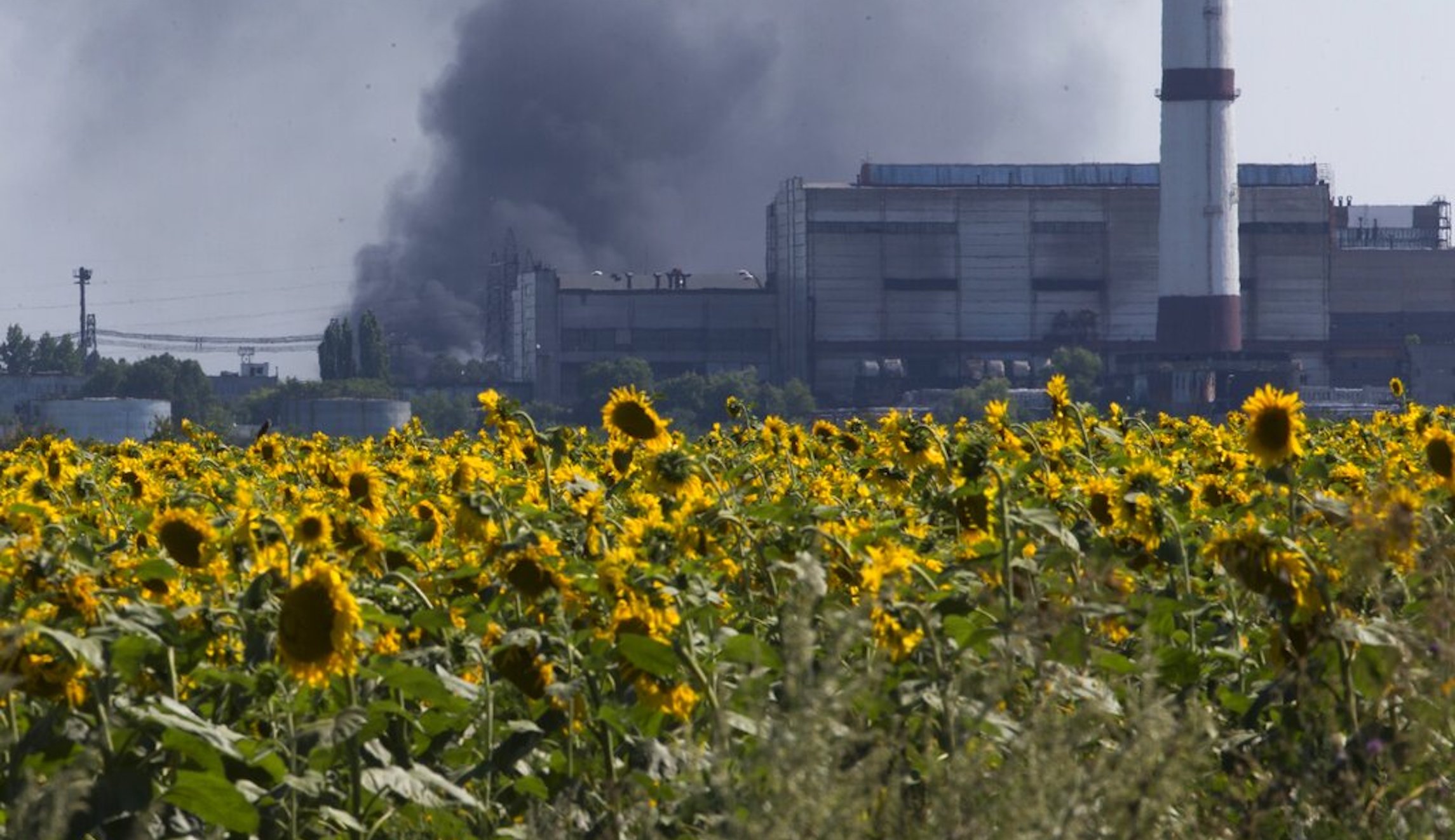 Hit to Ukrainian sunflower means US cooking oil price spike