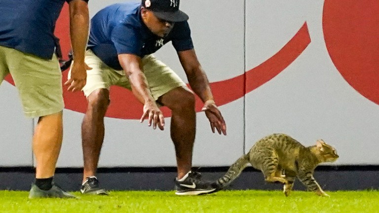 Feline takes the field: Cat interrupts Yankees-Orioles game