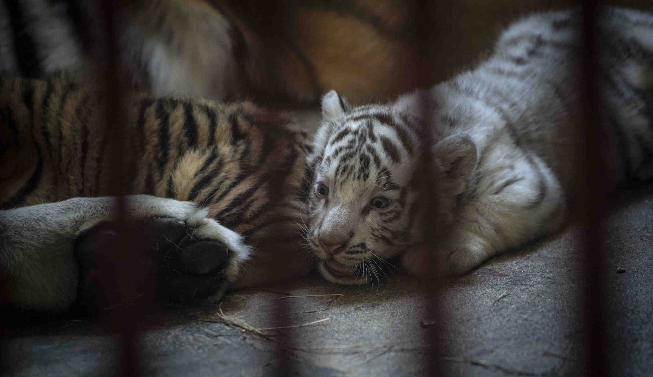 ‘Tiger King’ bill restricting private ownership of big cats passes House