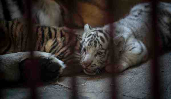‘Tiger King’ bill restricting private ownership of big cats passes House