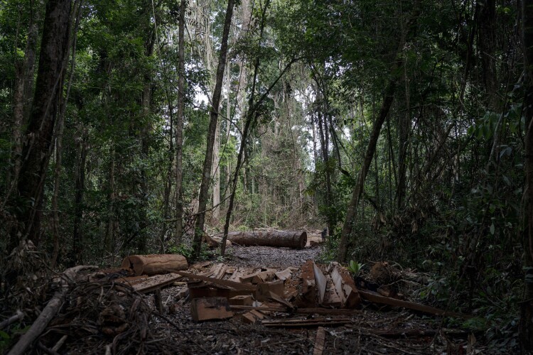 Green vs. blue: Activists camp out in trees to protest police training facility