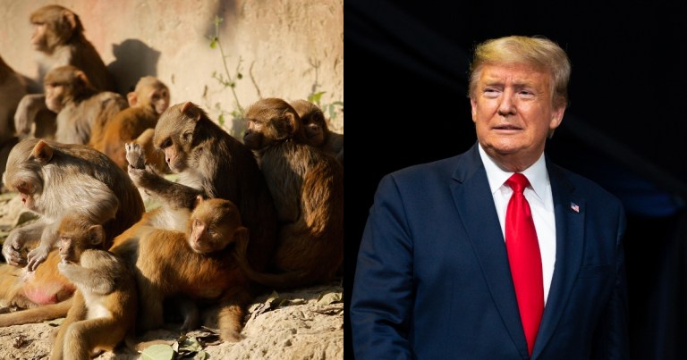 Police in India armed with catapults to protect Trump from rogue troops of monkeys