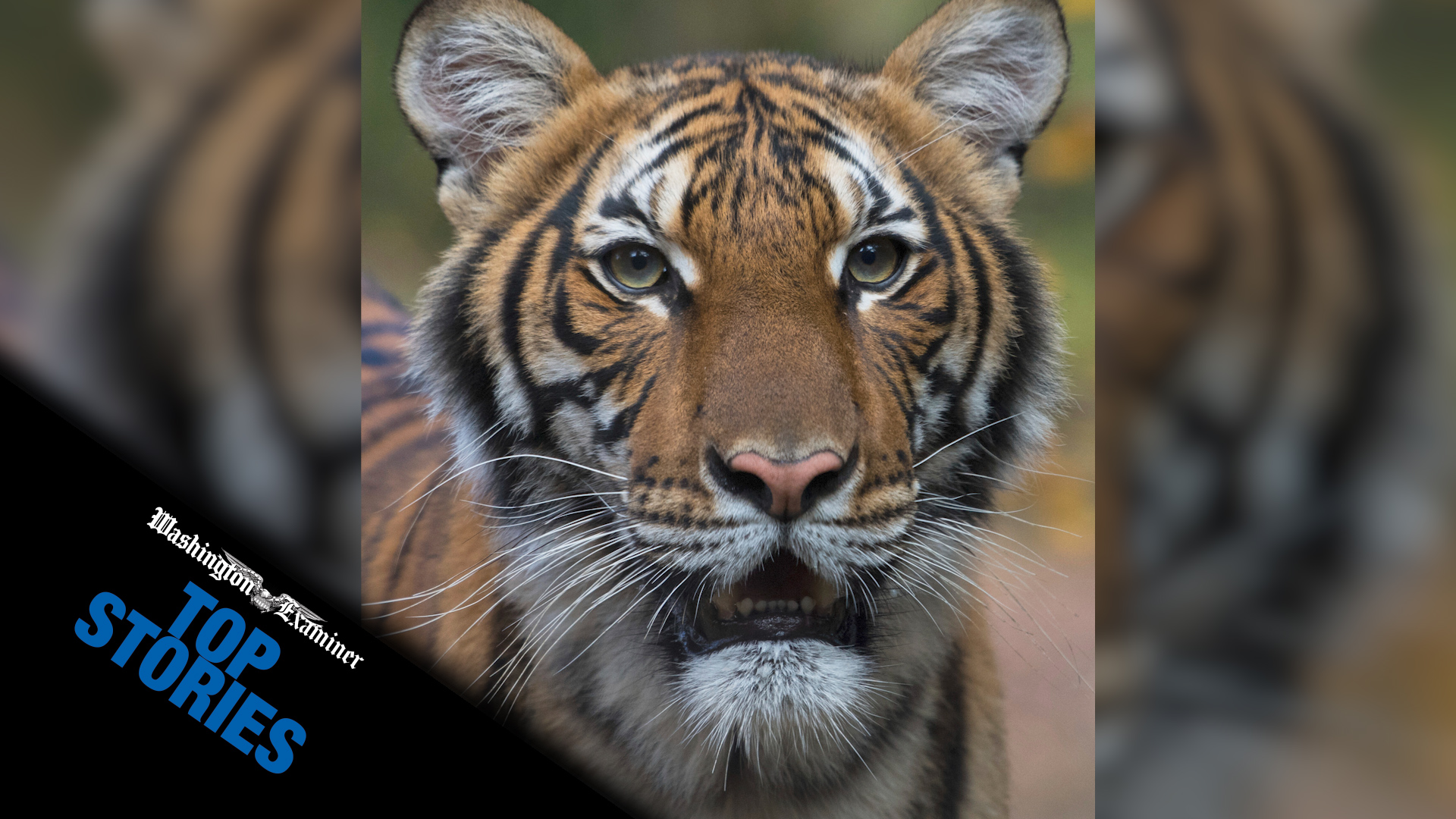 Top Stories: April 7, 2020