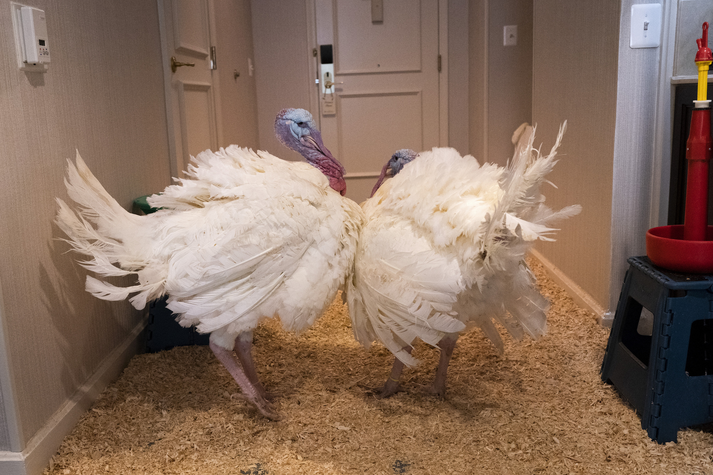 White House Turkey