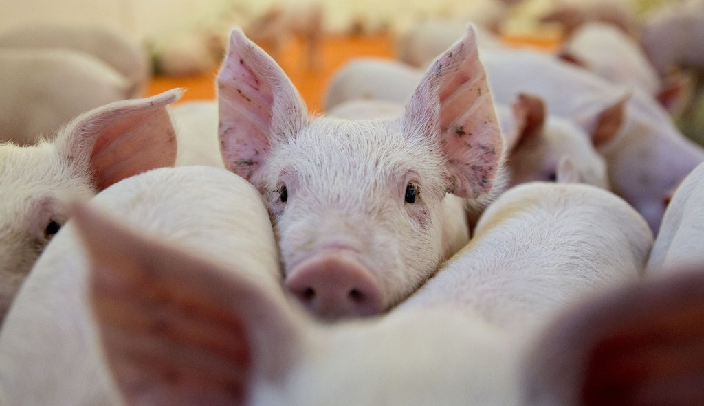 China excludes US soybeans and pork from tariffs