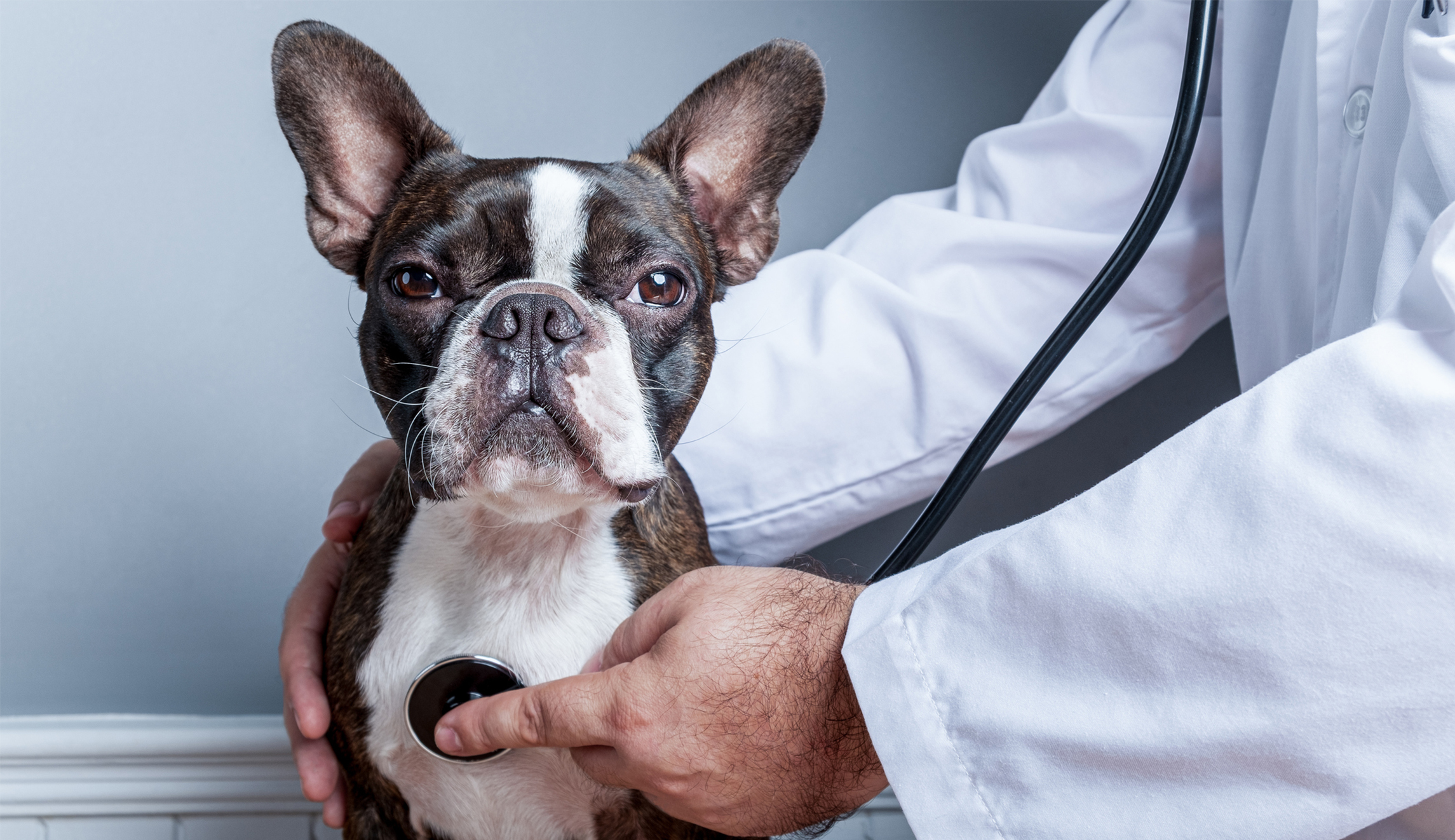 vetdog.jpg