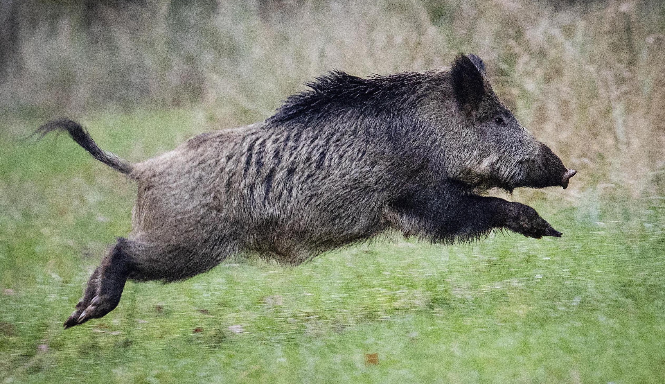 ‘Nature strikes back’: German nudist chases wild boar that stole laptop in viral photos